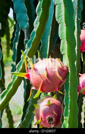 Drachenfrucht in einer Obstplantage, Mekong-Delta, Vietnam, Indochina, Südostasien, Asien Stockfoto