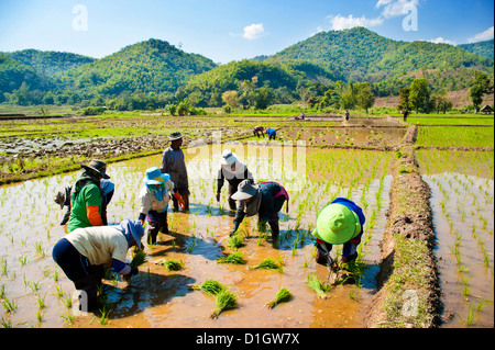 Anbau von Reis in den Hügeln in der Nähe von Chiang Rai, Thailand, Südostasien, Asien Stockfoto