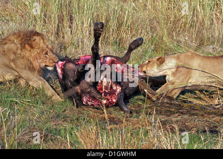 Das stolz Männchen nähert und versucht, die Buffalo-Karkasse zu stehlen Stockfoto