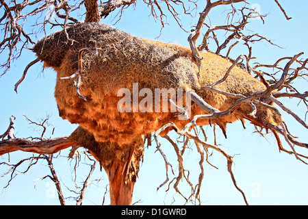 Eine gesellige Weber Nest in der Namib-Wüste Stockfoto