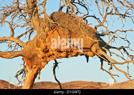 Eine gesellige Weber Nest in der Namib-Wüste Stockfoto