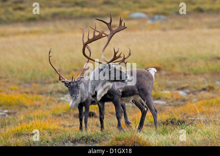 Zwei Rentiere (Rangifer Tarandus) Bullen mit riesigen Geweihe in der Tundra in Herbst, Jämtland, Schweden, Skandinavien Stockfoto