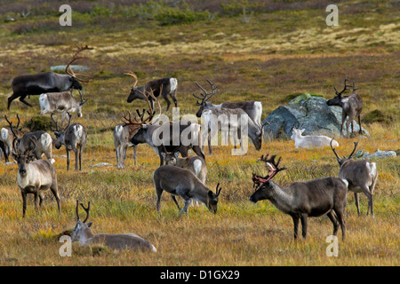 Rentier (Rangifer Tarandus) Herde mit Geweih bedeckt samt Beweidung in der Tundra in Herbst, Jämtland, Schweden, Skandinavien Stockfoto