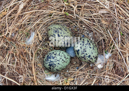 Weniger schwarz-unterstützte Möve (Larus Fuscus) nest mit Gelege in den Dünen an der Nordseeküste Stockfoto