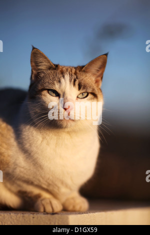 Ein weiß und braun/grau weibliche Katze mit blauen Augen und spitzen Ohren mit Blick auf den Sonnenuntergang. Stockfoto