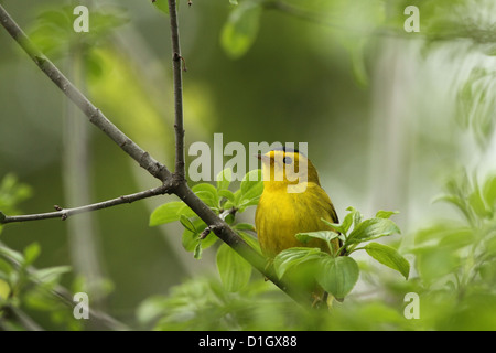 Männliche Wilson's Warbler (Wilsonia Pusilla) im Frühjahr Stockfoto