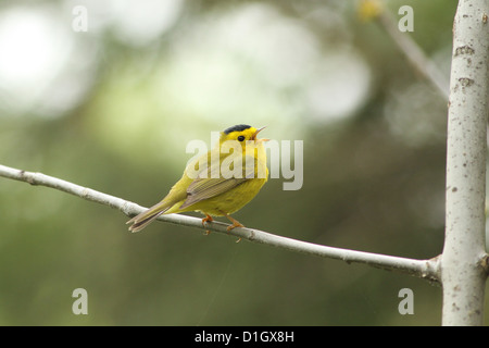 Singende Männchen Wilsons Warbler (Wilsonia Pusilla) im Frühjahr Stockfoto