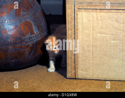 Drei Wochen altes Ingwer Kätzchen spielen Hide and Seek Stockfoto