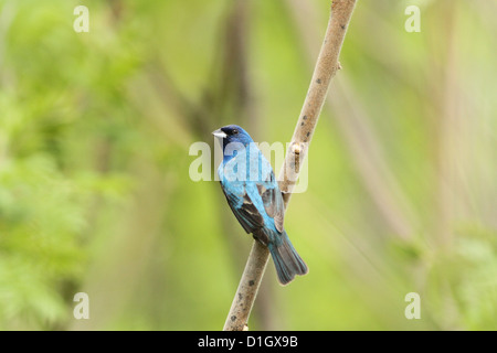 Bunte männlichen Indigo Bunting (Passerina Cyanea) im Sommer Stockfoto