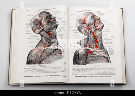 Holzschnitte in ein medizinisches Lehrbuch, Illustration der Nerven und Arterien in den menschlichen Kopf, Stockfoto