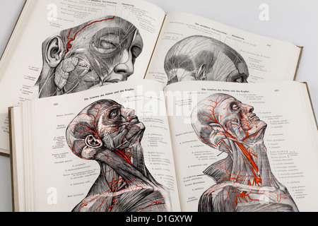 Holzschnitte in ein medizinisches Lehrbuch, Illustration der Nerven und Arterien in den menschlichen Kopf, Stockfoto