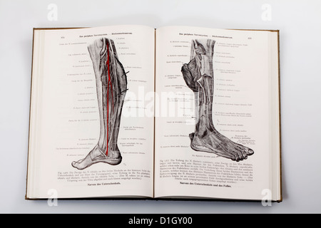 Holzschnitte in einem medizinischen Lehrbuch, Abbildung der Nerven in ein menschliches Bein, Stockfoto