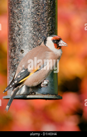 [Zuchtjahr Zuchtjahr] Stieglitz auf Vogelhäuschen mit Niger Samen, Mariendistel Samen gefüllt. West Sussex, England, UK. November. Stockfoto