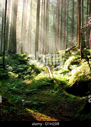 eine atemberaubende Aussicht wie die Sonne scheint durch den Wald an einem nebligen Tag. Stockfoto