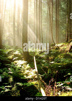 eine atemberaubende Aussicht wie die Sonne scheint durch den Wald an einem nebligen Tag. Stockfoto