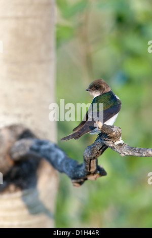 Weibliche violett-grüne Schwalbe auf Aspen Baum Vögel Vogel singvögel Vogelkunde Vogelkunde Wissenschaft Natur Tierwelt Umwelt schluckt vertikal Stockfoto