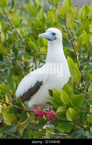 Red-footed Sprengfallen (Sula Sula Websteri) weiße Phase, Genovesa Island, Galapagos, Ecuador Stockfoto