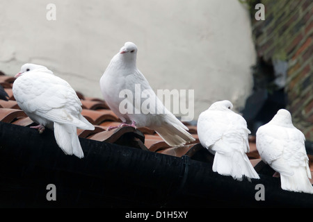 Vier weiße Tauben thront auf einem Ziegeldach verwilderte Tauben (Columba Livia) Stockfoto