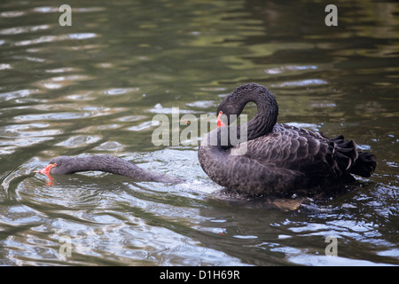 Black Swan Cygnus olor Liebe auf dem See das paar Schwäne hatten zusammen seit sieben Jahren Stockfoto