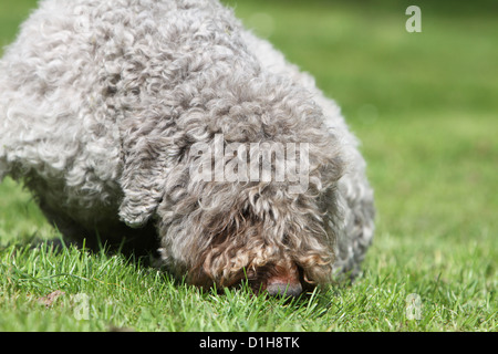 Trüffelhund Hund Lagotto Romagnolo Stockfoto