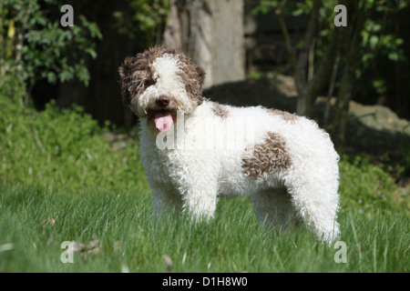 Hund Lagotto Romagnolo Trüffel Hund Standardprofil weiß und braun Stockfoto