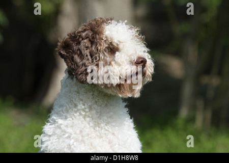 Hund Lagotto Romagnolo Trüffel Hund Portrait Profil weiß und braun Stockfoto