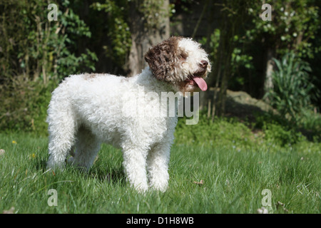 Hund Lagotto Romagnolo Trüffel Hund Standardprofil weiß und braun Stockfoto