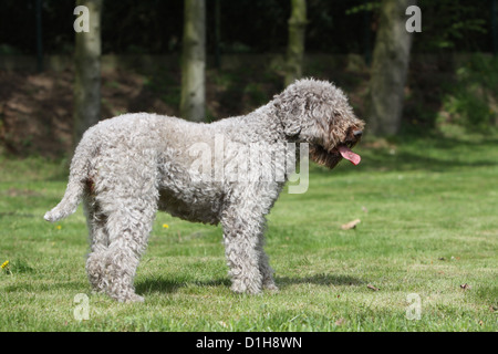 Trüffelhund Hund Lagotto Romagnolo Stockfoto