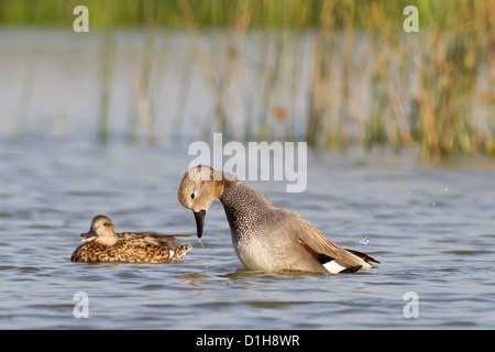 Balz Gadwall (Anas Strepera) Stockfoto