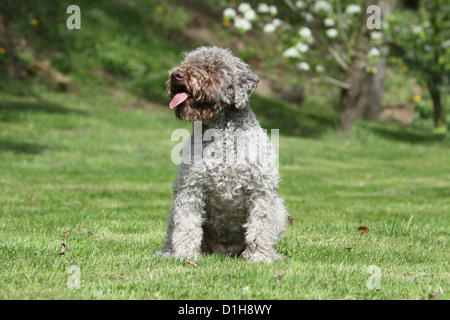 Trüffelhund Hund Lagotto Romagnolo Stockfoto