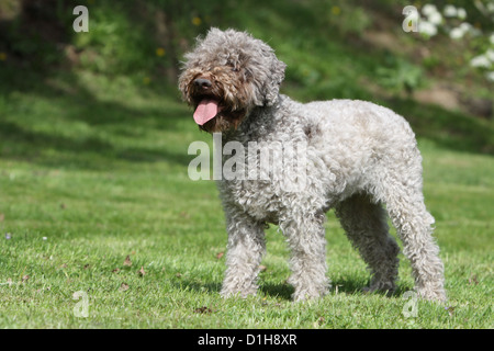 Hund Lagotto Romagnolo Trüffel Hund Standardprofil weiß und braun Stockfoto