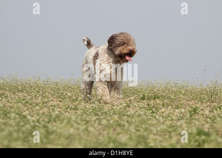 Trüffelhund Hund Lagotto Romagnolo Stockfoto