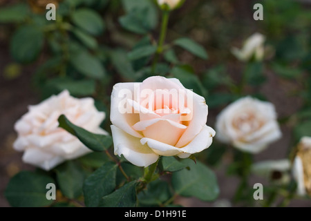 Creme rose Stockfoto