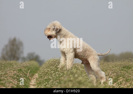 Hund Lagotto Romagnolo Trüffel Hund standard adult beige Stockfoto