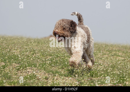 Hund Trüffelhund Lagotto Romagnolo Lauffläche in ein Feld roan braun und weiß Stockfoto