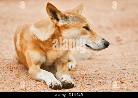 Dingo ruht in der roten Erde der australischen Wüste. Stockfoto