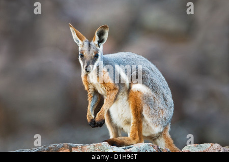 Gelb-footed Rock-Wallaby auf einem Felsen sitzen. Stockfoto