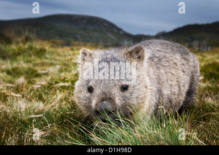 Gemeinsamen Wombat Weiden in den Bergen. Stockfoto