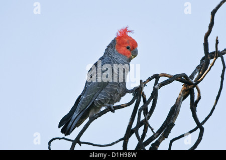 Erwachsene männliche Gang Gang Kakadu auf Zweigen sitzen. Stockfoto