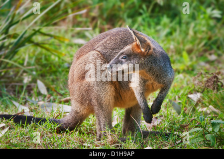 Sumpf Wallaby schaut sich um. Stockfoto