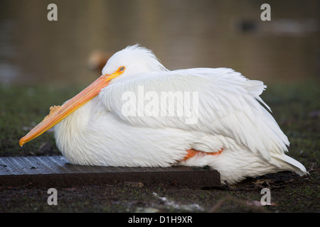 Pelikane am See in London England amerikanischer weißer Pelikan Pelecanus erythrorhynchos Stockfoto