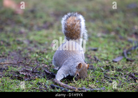 Graue Eichhörnchen auf Nahrungssuche Sciurus carolinensis Stockfoto