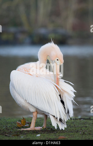 Pelikane am See in London England amerikanische großer weißer Pelikan Pelecanus onocrotalus Stockfoto