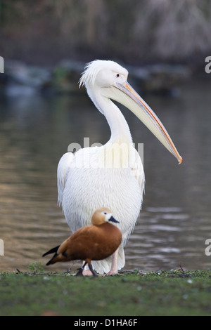 Pelikane am See in London England amerikanischer weißer Pelikan Pelecanus erythrorhynchos Stockfoto