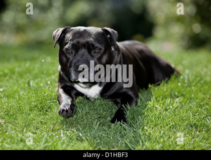 Schwarz / weiß Staffordshire Bullterrier Stockfoto