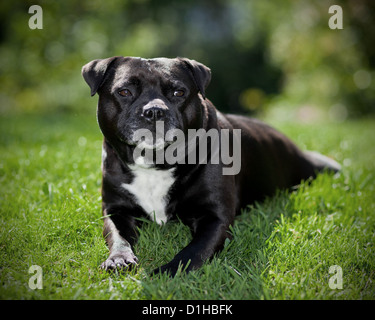 Schwarz / weiß Staffordshire Bullterrier Stockfoto