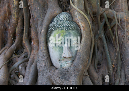 Buddha Kopf eingehüllt in die Wurzeln der Banyan-Baum beim Tempel Wat Phra Mahathat, Ayutthaya Thailand Stockfoto