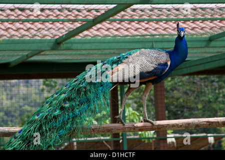 Pfau, Langkawi Bird Paradise, der Insel Langkawi, Malaysia Stockfoto