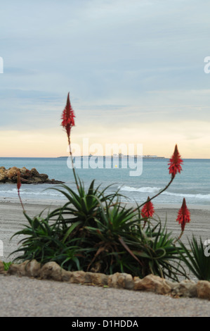 Insel Tabarca, Mittelmeer, Spanien Stockfoto