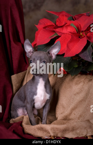 Vertikales Bild eines sechs Monate alten blauen Chihuahua Welpen im Studio auf einen Urlaub unter dem Motto Weihnachten Hintergrund gedreht. Stockfoto